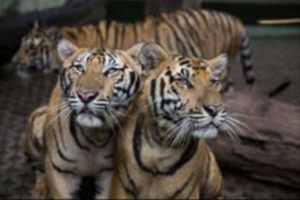 தாய்லாந்து ‘டைகர் கிங்டம்’ பூங்காவில் 72 புலிகள் திடீர் மரணம்  