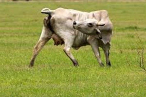 அமெரிக்க டெக்சாஸ் மாநிலத்தில் ‘சதை தின்னும் புழுக்கள்’ 