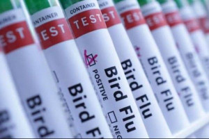 அவுஸ்திரேலியாவில் முதன்முறையாக பரவும் ‘H5N1’ பறவைக் காய்ச்சல்