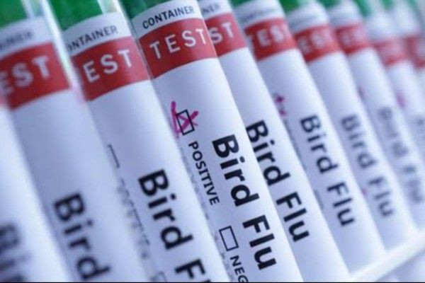 அவுஸ்திரேலியாவில் முதன்முறையாக பரவும் ‘H5N1’ பறவைக் காய்ச்சல்