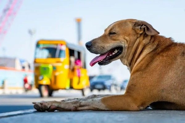 இலங்கையில் வளர்ப்பு நாய் கொண்டு வந்த பந்து வெடித்ததில் சிறுவன் காயம்!