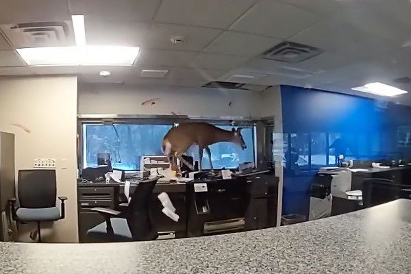 நியூயோர்க் நகரில் மூடப்பட்டிருந்த வங்கி ஒன்றுக்குள் மான்-   பொலிஸார் திகைப்பு