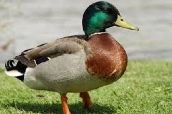 வாத்தின் வயிற்றுக்குள் தங்கம்...