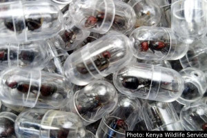  2000 ராணி எறும்புகளை கடத்திய சீன நாட்டவர் - சுற்றி வளைத்த விமான நிலைய அதிகாரிகள்