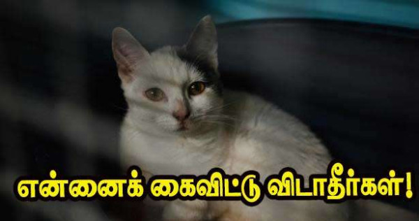 விலங்குகளை கைவிடுபவர்களிற்கு எதிராக SPA வின் விழிப்புணர்வு பிரச்சாரம்!