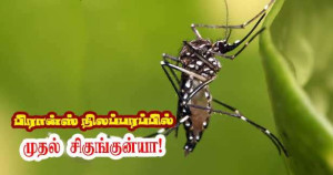 பிரான்ஸ் மெட்ரோபோலில் முதல் சிகுங்குன்யா! தடுப்பு முறைகள்!