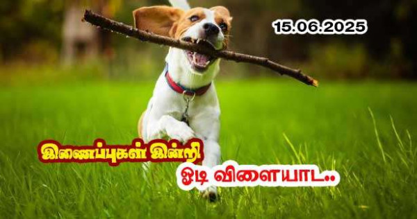 முதன்முறையாக நாய்களுக்கு இணைப்புகள் இல்லாமல் பூங்காவில் சுற்ற அனுமதி!