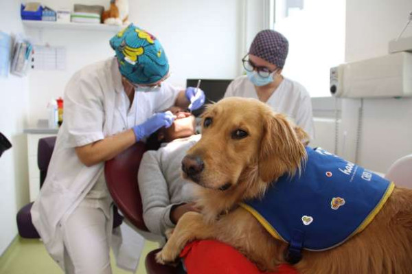 பல் மருத்துவர்களுக்கு உதவும் இரண்டு வயது செல்லப் பிராணி golden Dog.