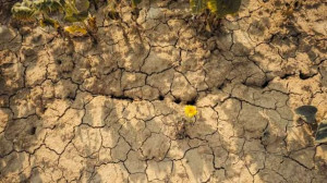 வறட்சியில் சிக்கியுள்ள 45 மாவட்டங்கள்!!