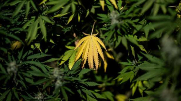 வீட்டில் கஞ்சா தோட்டம். 2,180 செடிகளை பிடுங்கி எடுத்த காவல்துறை!!