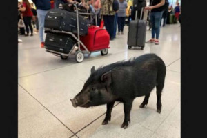 ஓர்லி விமான நிலையத்துக்குள் நுழைந்த காட்டுப்பன்றி!!