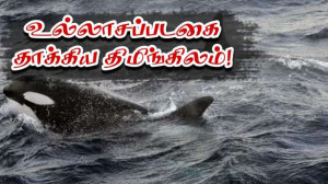 பிரெஞ்சு சுற்றுலாப்படகை தாக்கிய - திமிங்கிலங்கள்!!