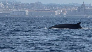 பிரெஞ்சு கடலில் தென்பட்ட அரிதான  திமிங்கிலம்!!