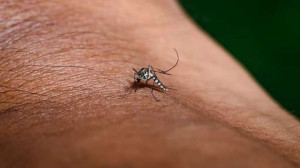 வேகமெடுக்கும் சிக்கன்குனியா! - 15 பேர் மருத்துவமனையில்..!!