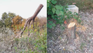 இலான் ஹலிமி : மரத்தை வெட்டிய இருவர் கைது!!