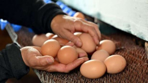 பிரான்சில் நிலவும் முட்டை தட்டுப்பாடு!!