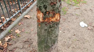 பரிஸ் : €400,000 யூரோக்கள் பெறுமதியுள்ள மரங்கள் சேதம்!!