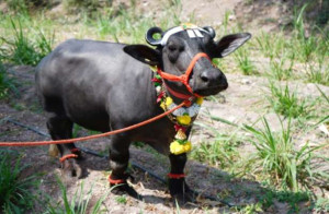 உலகின் மிகச் சிறிய நீர் எருமை கின்னஸ் சாதனை