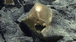 கடலுக்கு அடியில் கண்டுபிடிக்கப்பட்ட மர்மமான தங்க முட்டை