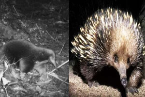 டைனோசர் காலத்தைச் சேர்ந்த பாலூட்டி இனம் கண்டுப்பிடிப்பு