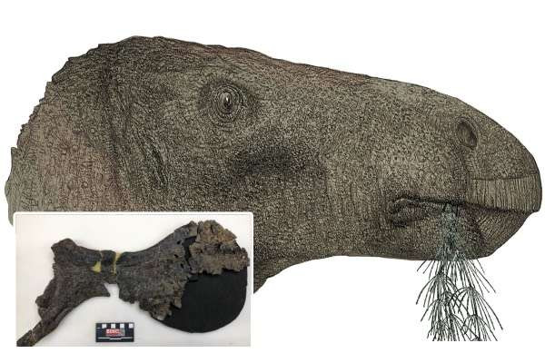 ஆங்கில கால்வாய் தீவில் கிடைத்த நூற்றாண்டின் அதிசயம் 