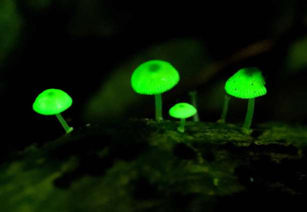 இயற்கை அதிசயம் - ஒளிரும் காளான்கள்