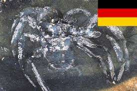 உலகின் பழமையான சிலந்தியின் புதைபடிவம் ஜேர்மனியில் கண்டுபிடிப்பு