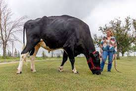 கின்னஸ் உலக சாதனை படைத்த கனடிய காளை