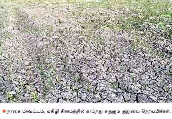காவிரியில் வெள்ளம் பெருக்கெடுத்தும் காயுது கடைமடை: ஆறுகள், வாய்க்கால்களை தூர்வாராததால் சிக்கல்