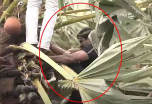 பனை மரம் ஏறி கள் இறக்கினார் சீமான்; தடையை மீறி போராட்டம்!