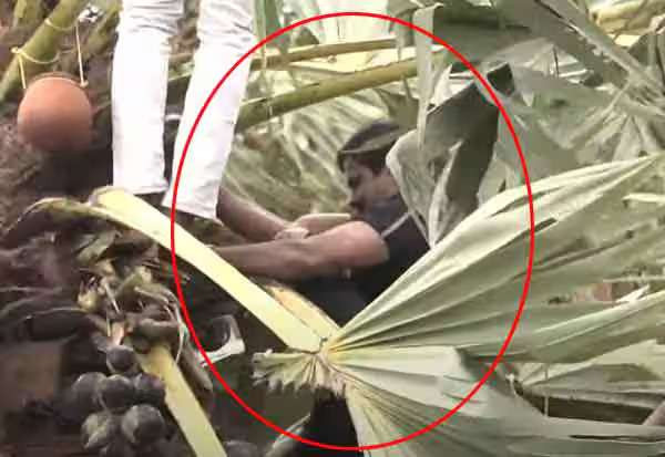 பனை மரம் ஏறி கள் இறக்கினார் சீமான்; தடையை மீறி போராட்டம்!