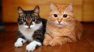 விட்டுக் கொடுத்து நடந்தால் ஒற்றுமை வளரும், நஸ்டம் ஏற்படாது