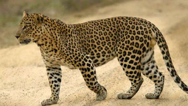 ஏமாந்த சிறுத்தை