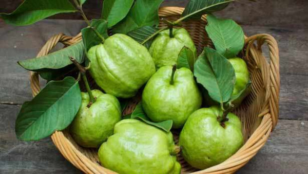 கொய்யா விதைகளை சாப்பிடுவதால் என்ன நடக்கும்?