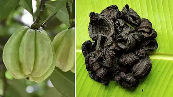 ஆரோக்கிய நன்மைகளை அள்ளித்தரும் குடம் புளி!