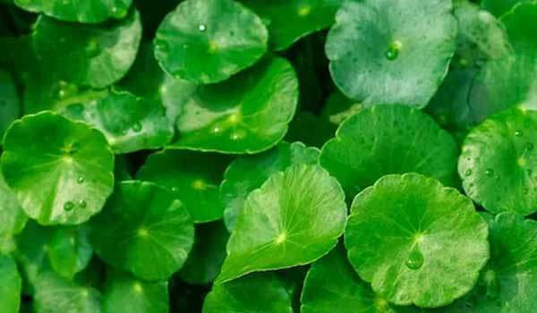 முருங்கை கீரையின் மகத்துவம் உங்களுக்கு தெரியுமா..? 