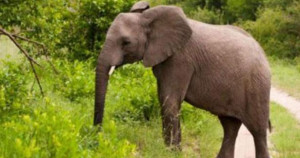 யானையின் அடக்கம்