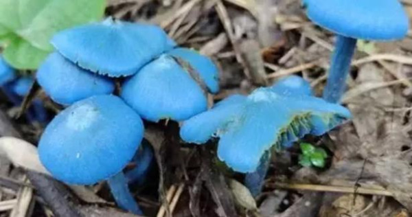 அரியவகை நீல நிற காளான் கண்டுபிடிப்பு