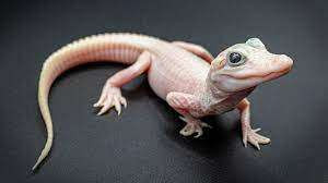 அமெரிக்காவில் பிறந்துள்ள அரிய வகை முதலையினம்