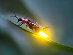  மின்மினி பூச்சிகளை பார்க்கும் கடைசி தலைமுறை- விஞ்ஞானிகள் எச்சரிக்கை