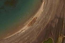 ஆர்க்டிக் தீவில் பிரம்மாண்ட வால்ரஸ் கூட்டம் - வெளியான செயற்கைக்கோள் புகைப்படம்!