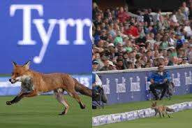 The Hundred கிரிக்கெட் லீக் - மைதானத்தில் நரி புகுந்ததால் இடைநிறுத்தப்பட்ட போட்டி