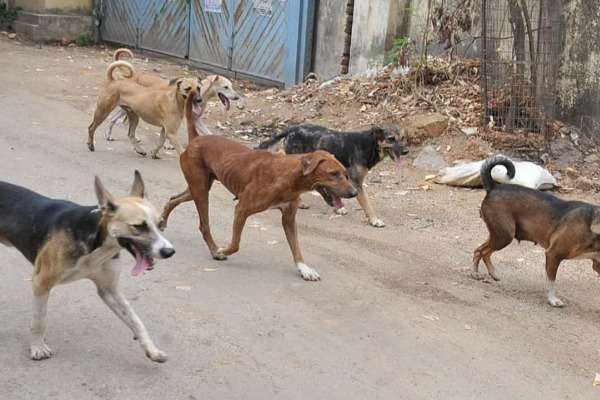 இலங்கையில் ஐஸ் கலந்த நீரை பருகிய நாய்கள் மரணம்