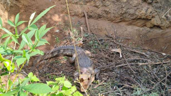 வவுனியாவில் வீட்டுத் தோட்டத்திற்குள் 9 அடி முதலை