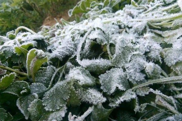 இலங்கையில் கடுமையாக குறைந்த வெப்பநிலை - நுவரெலியாவில் 3.5 பாகையாக பதிவு