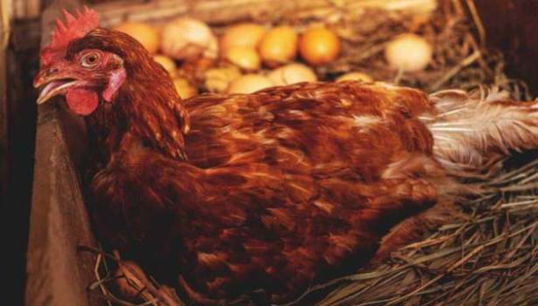 கோழி இறைச்சி - முட்டை தொடர்பில் இலங்கையர்களுக்கு எச்சரிக்கை