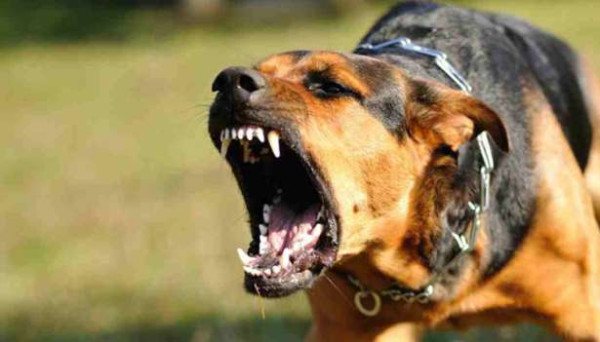 கிளிநொச்சியில் நாய்க்கடிக்கு உள்ளான 4 வயது சிறுமி உயிரிழப்பு