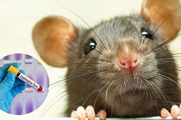 இலங்கையில் 10 பேரின் உயிரைப் பறித்த எலிக்காய்ச்சல்