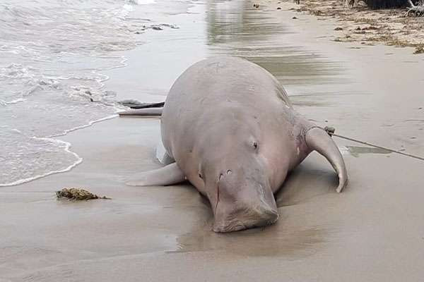 தெற்குமன்னார் வளைகுடா கடற்கரை பகுதியில் கரை ஒதுங்கிய கடல் பசு