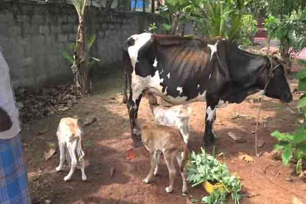 யாழில் பசுவொன்று 3 கன்றுகளை ஈன்ற அரிய சம்பவம்